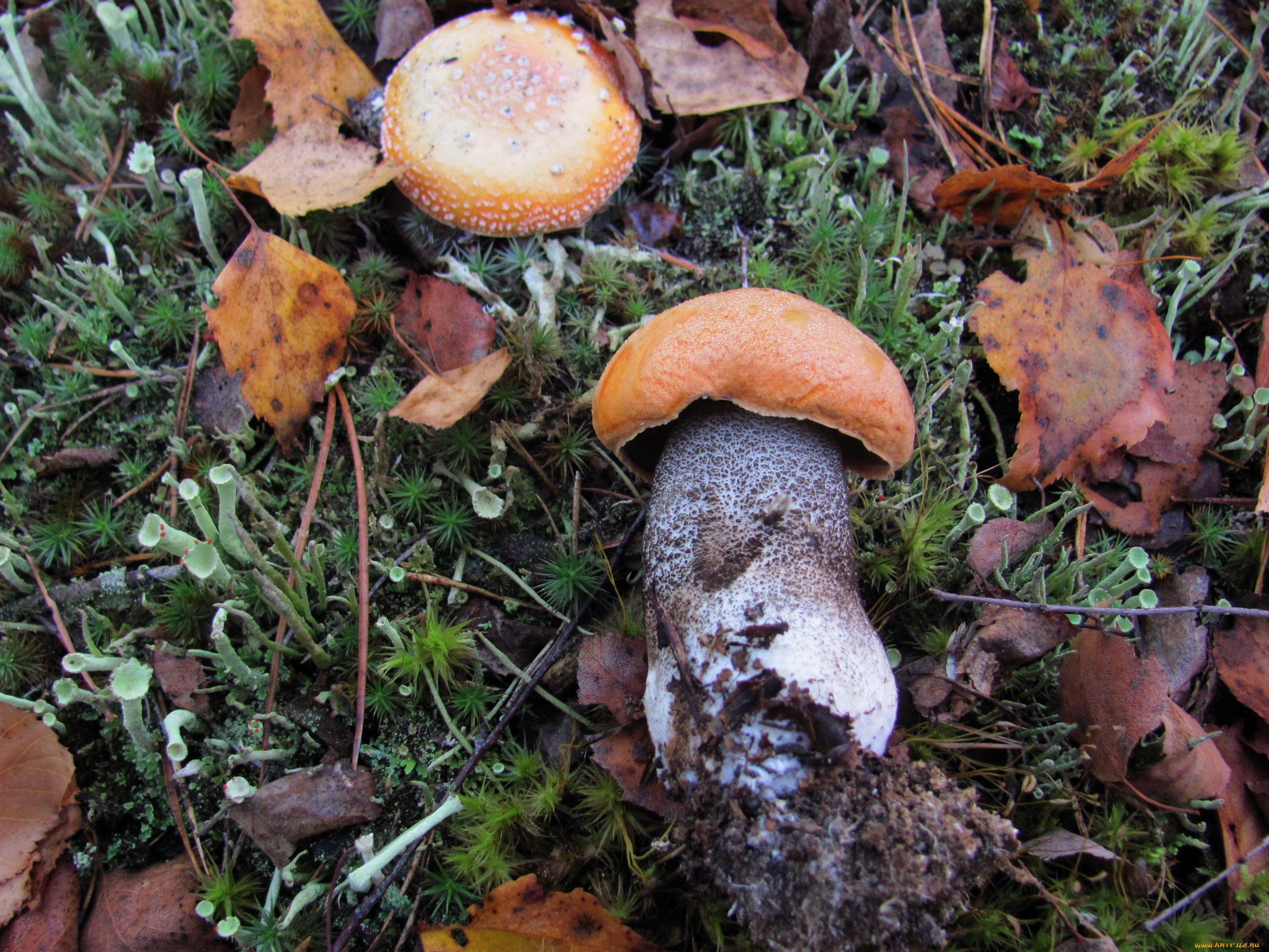 еда, грибы, , грибные, блюда, подосиновик