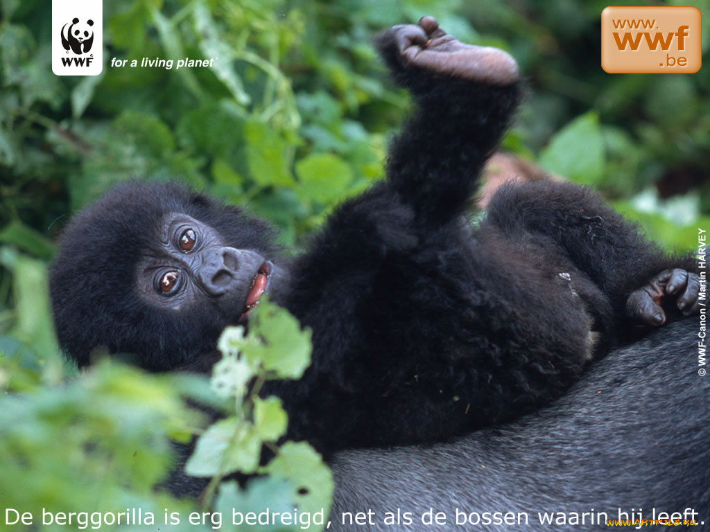 животные, обезьяны