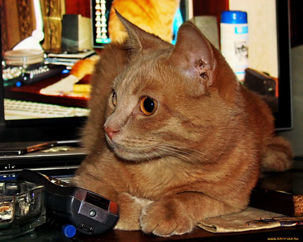 животные, коты