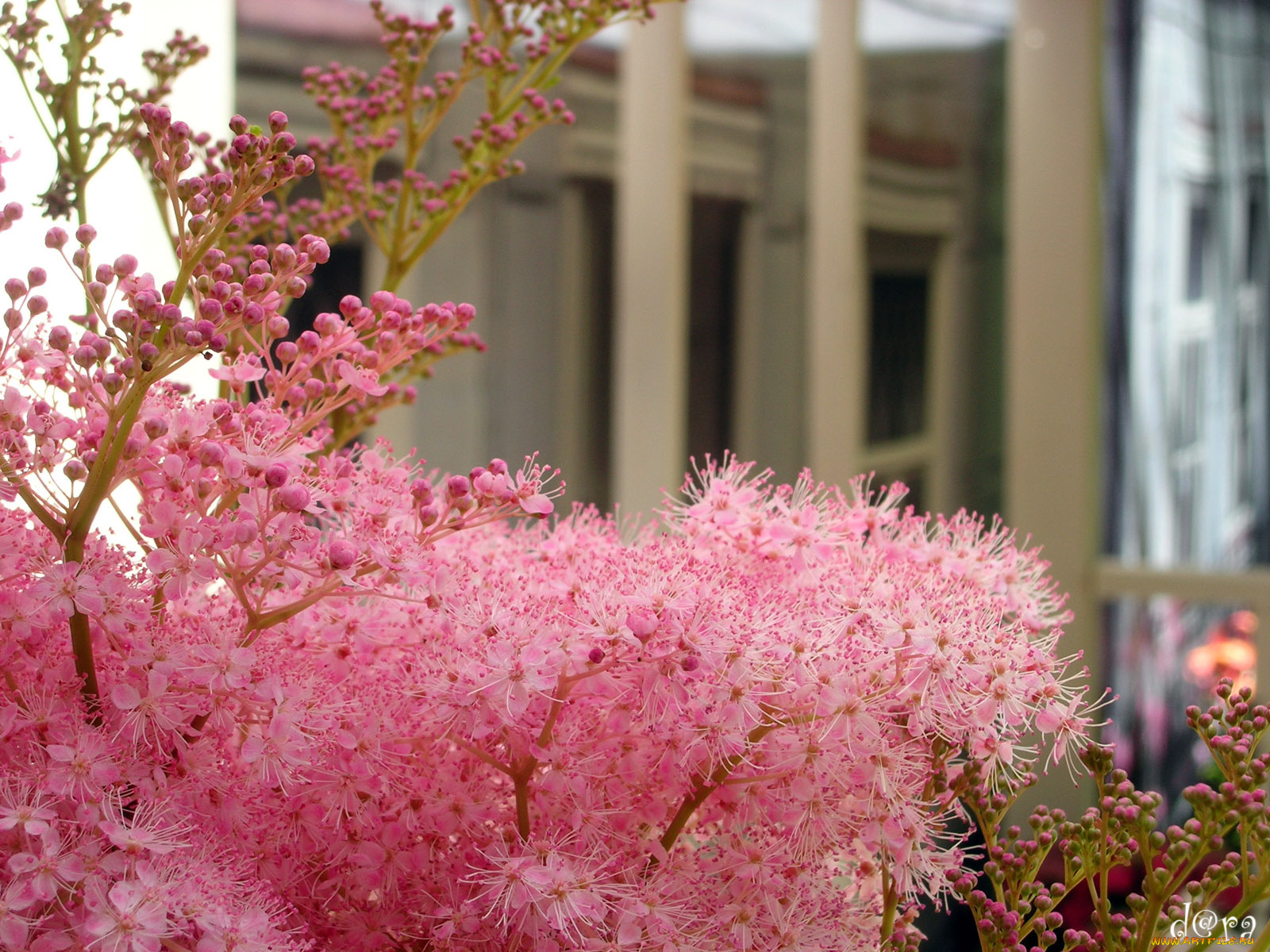 цветы, астильбы