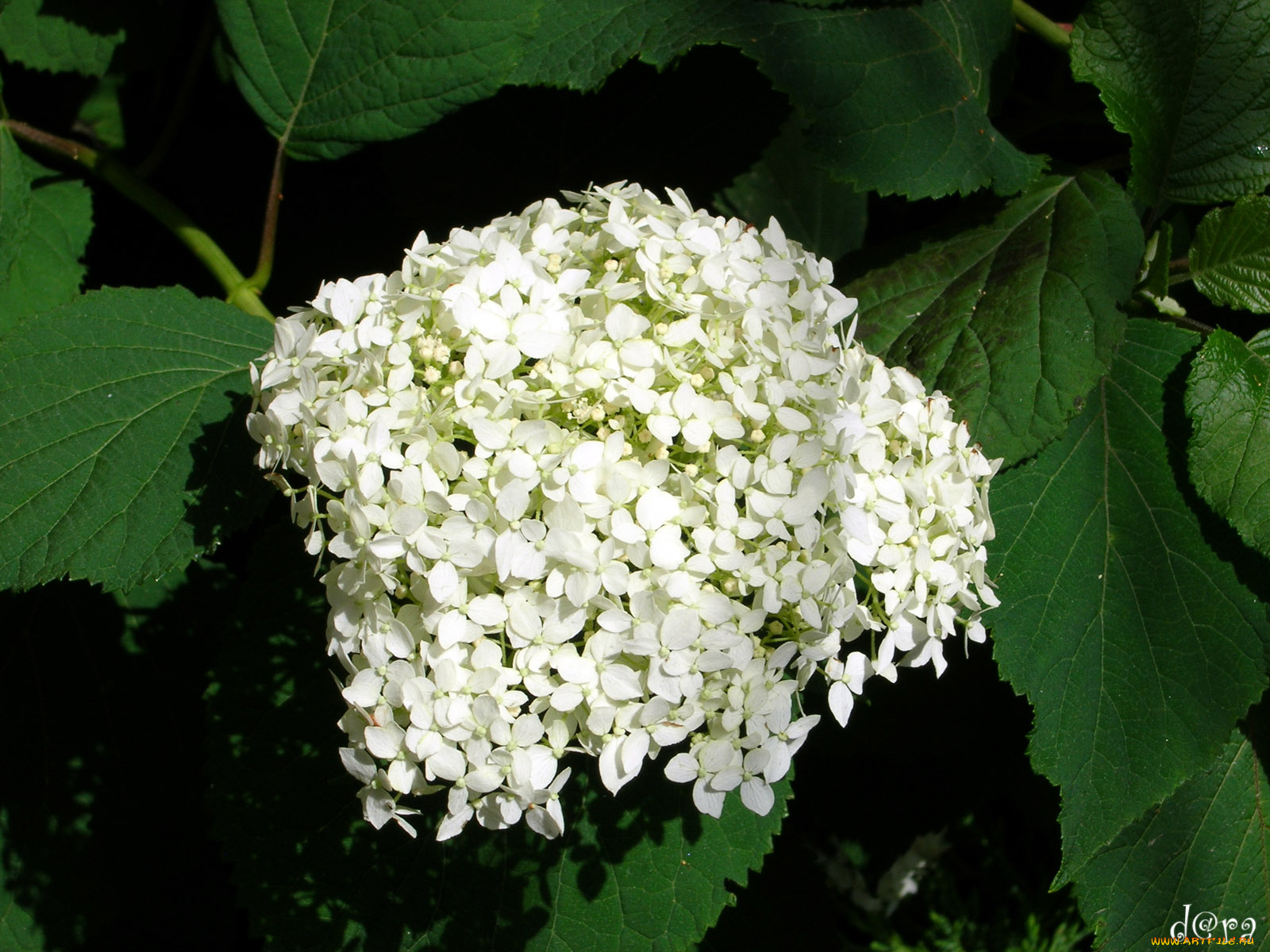 цветы, гортензия