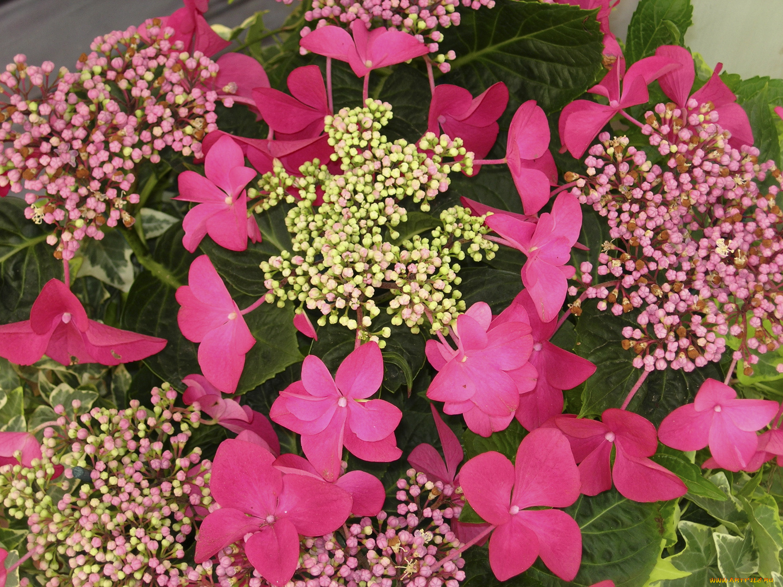 цветы, гортензия