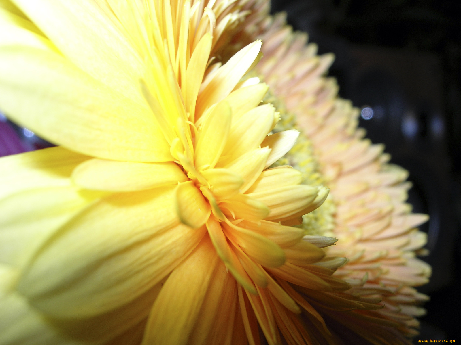 цветы, хризантемы