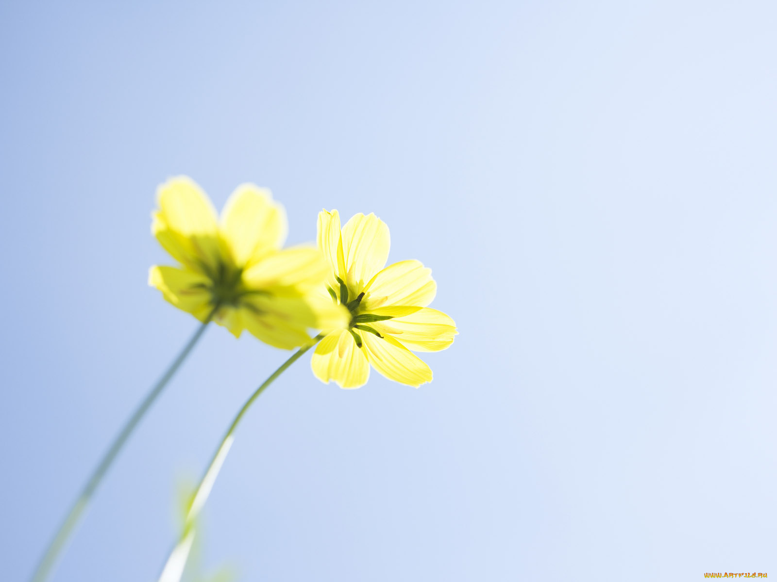 цветы, космея