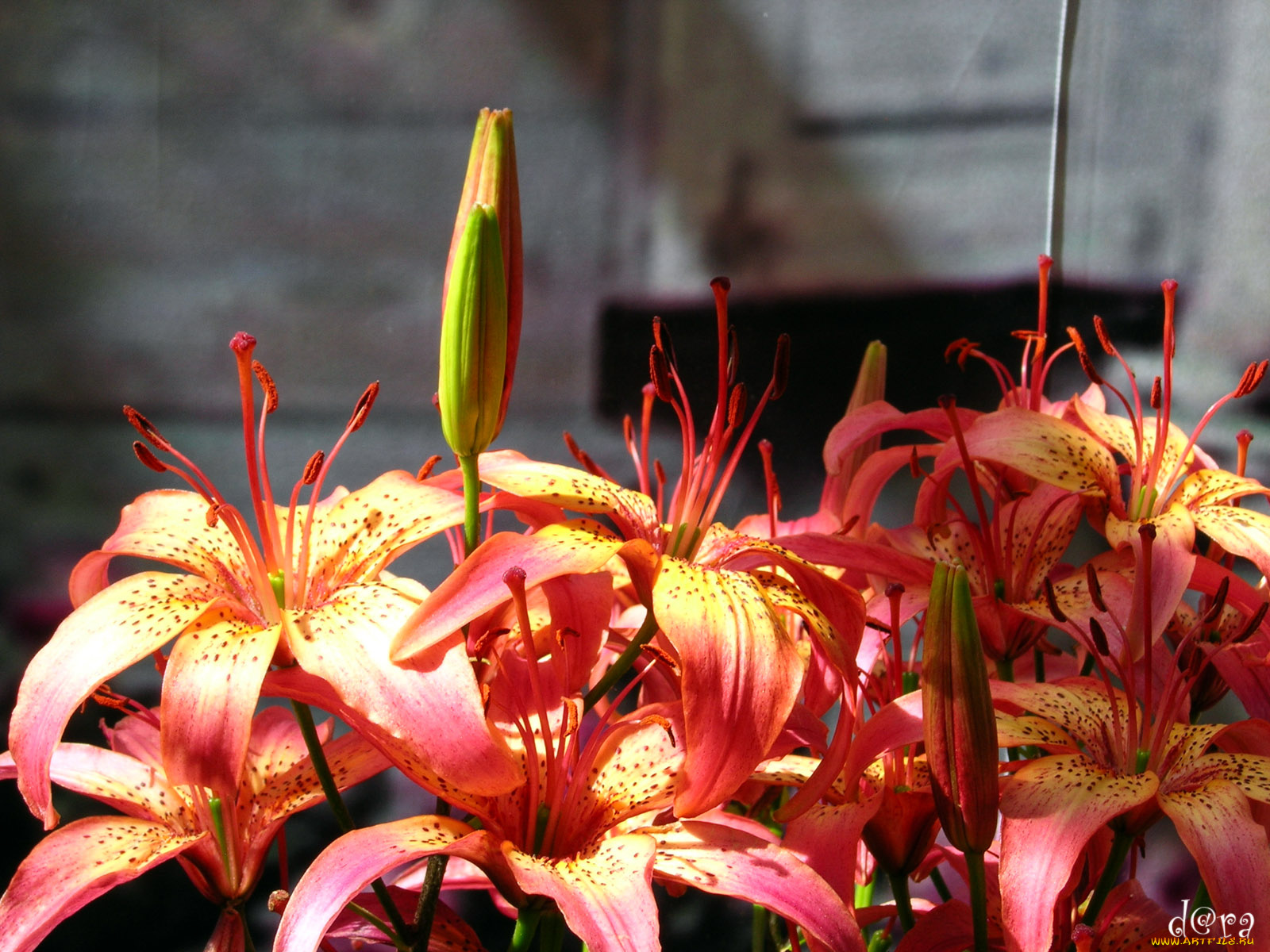 цветы, лилии, лилейники