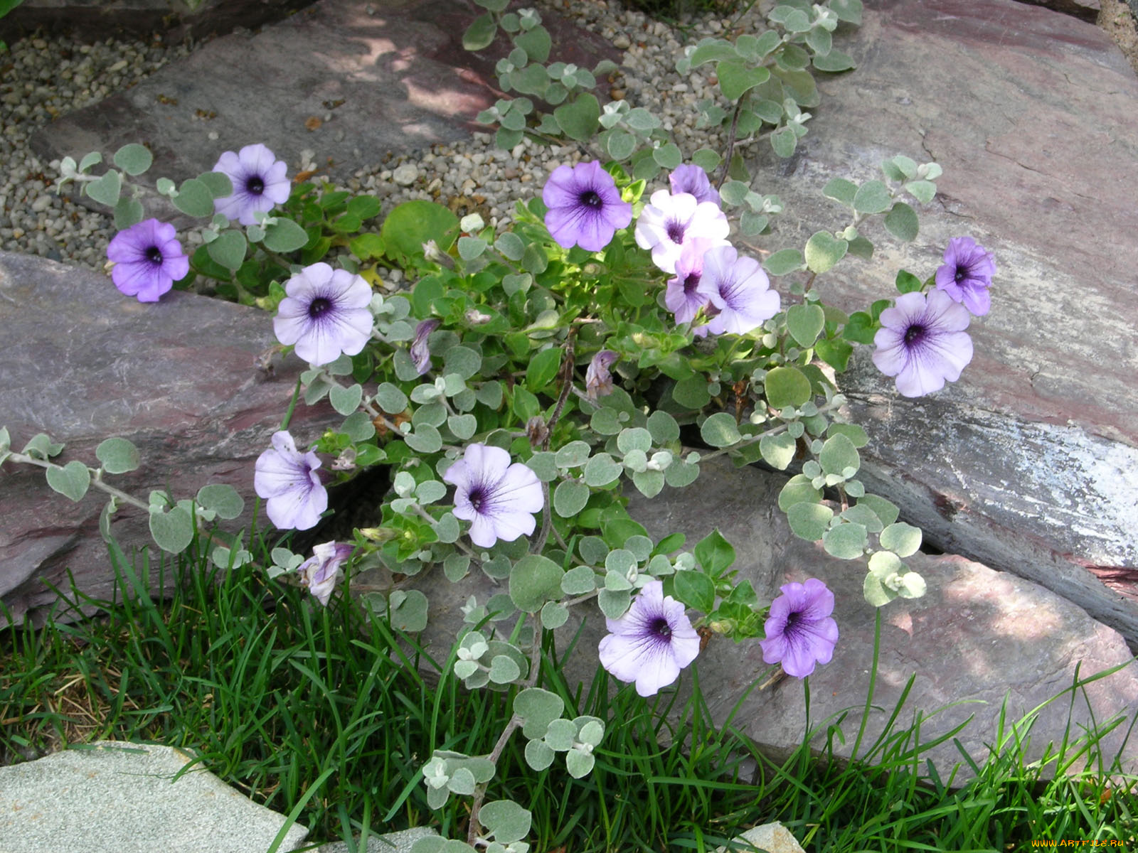 цветы, петунии, калибрахоа