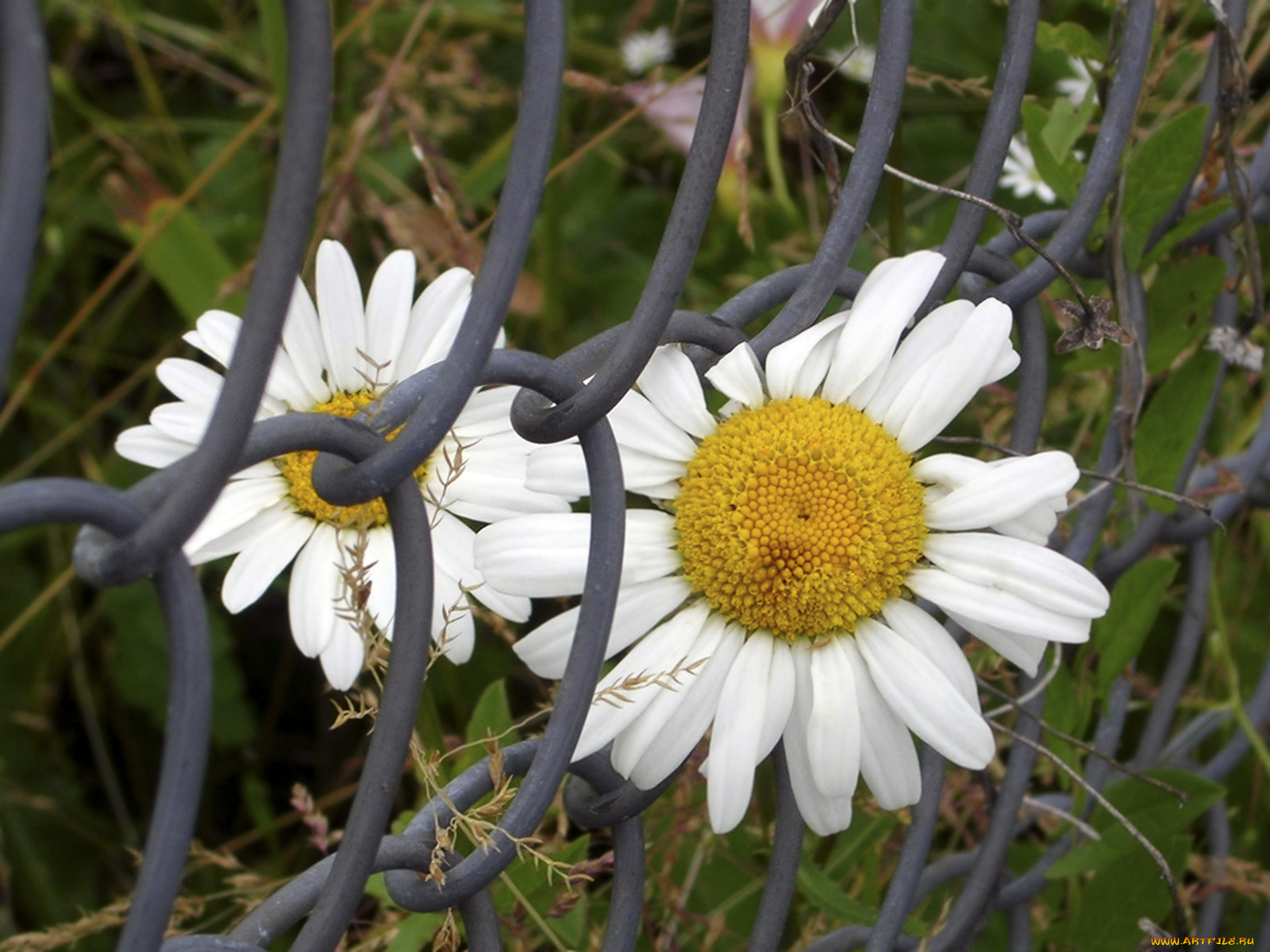 цветы, ромашки