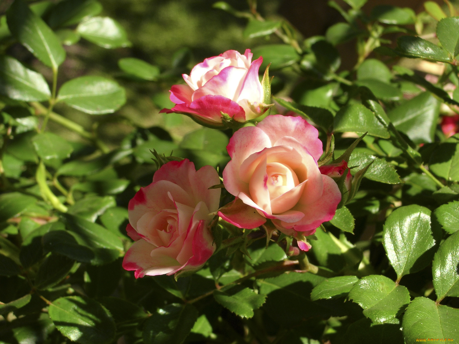 цветы, розы