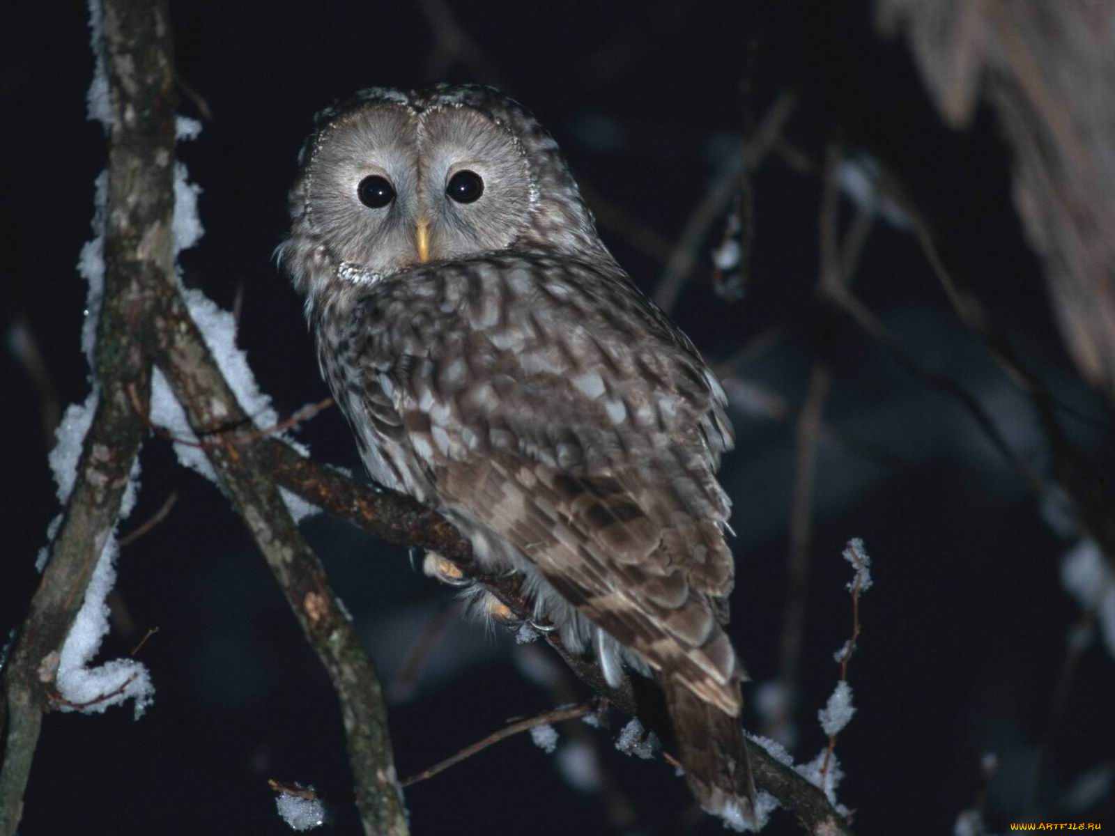 животные, совы