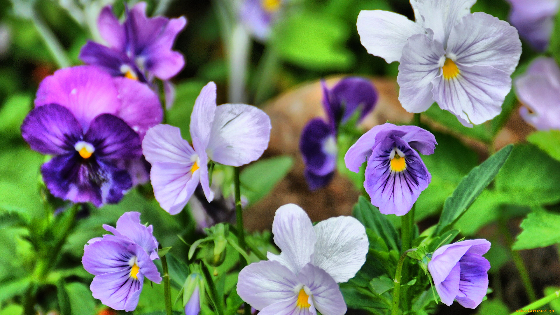 цветы, анютины, глазки, садовые, фиалки