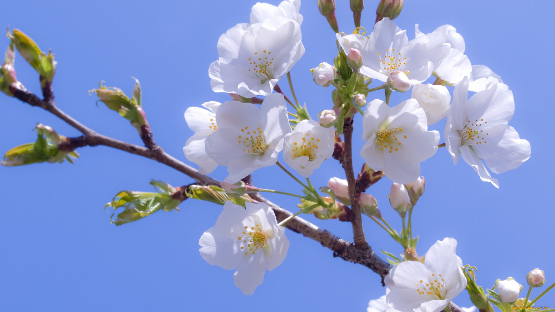 цветы, цветущие, деревья, кустарники