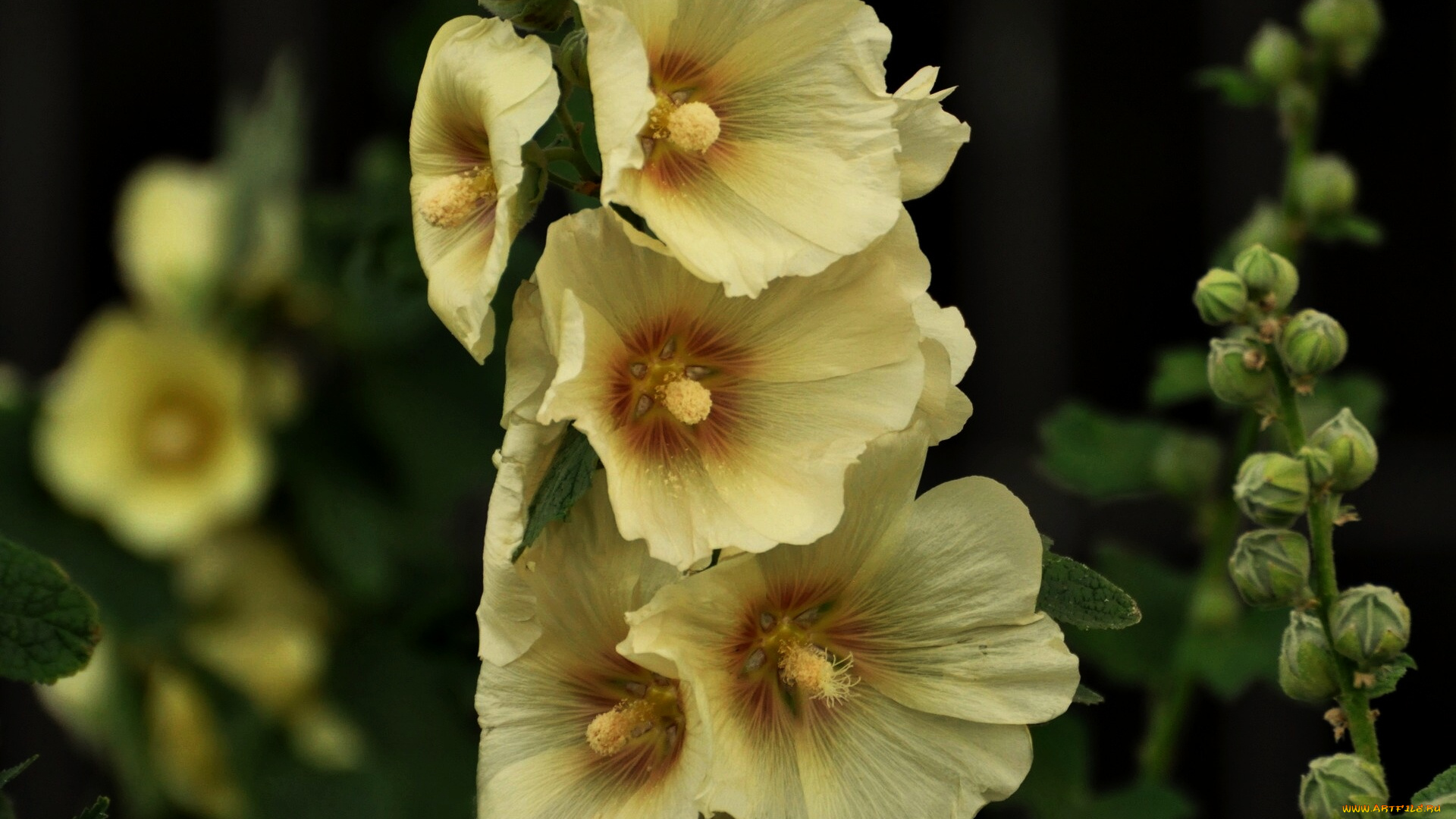 цветы, мальвы