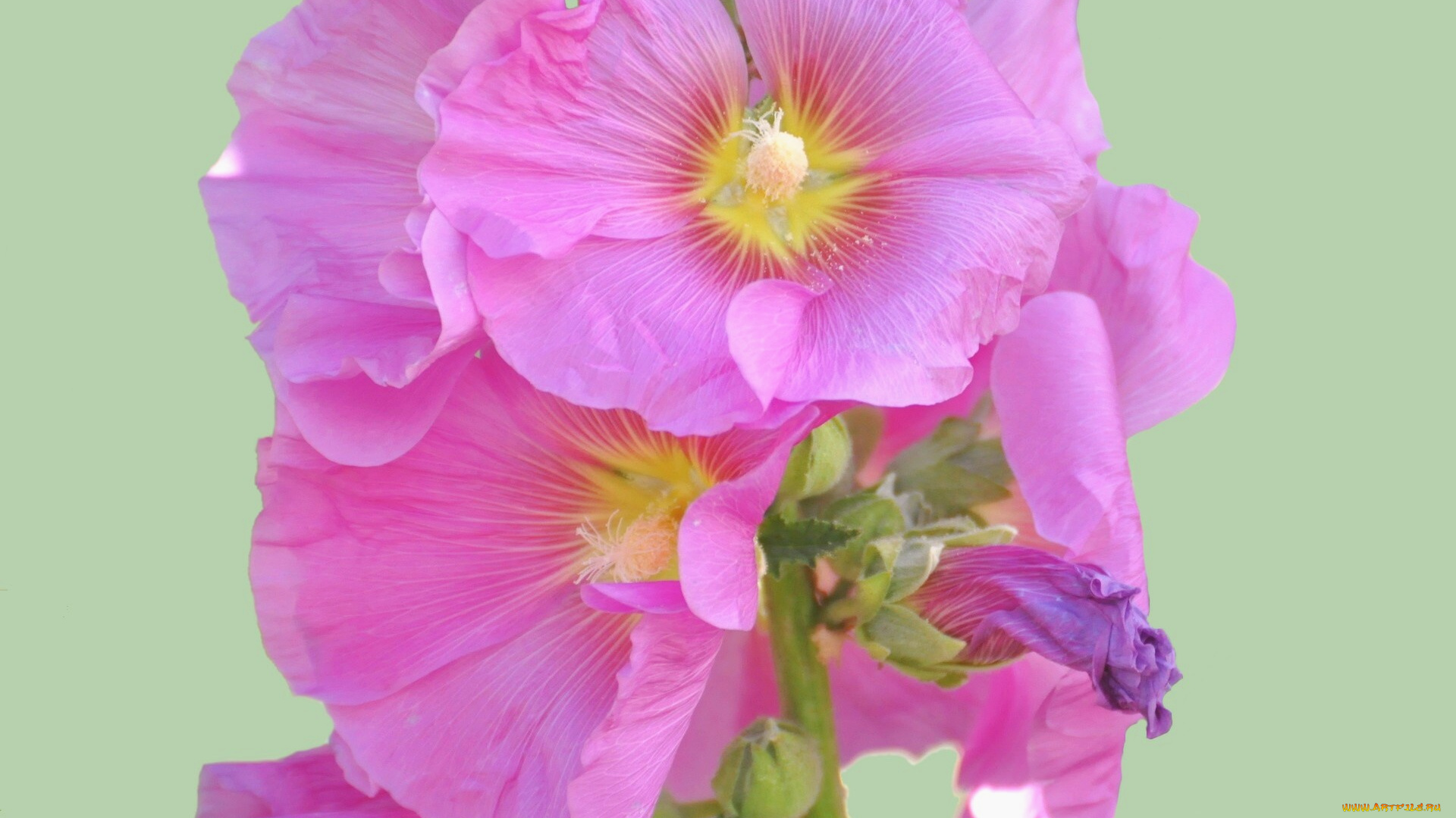 цветы, мальвы