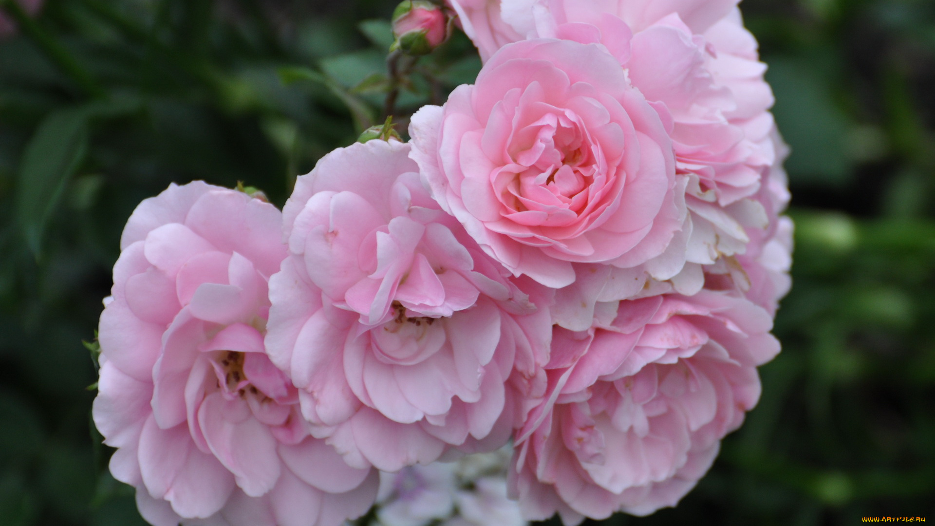 цветы, розы