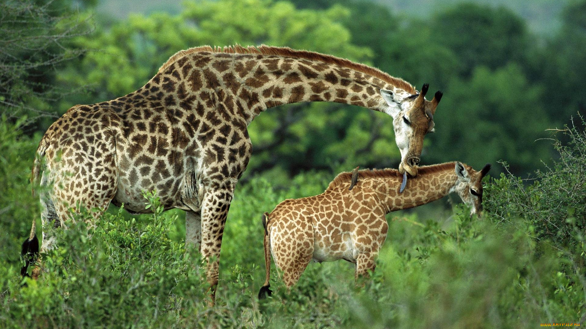 животные, жирафы