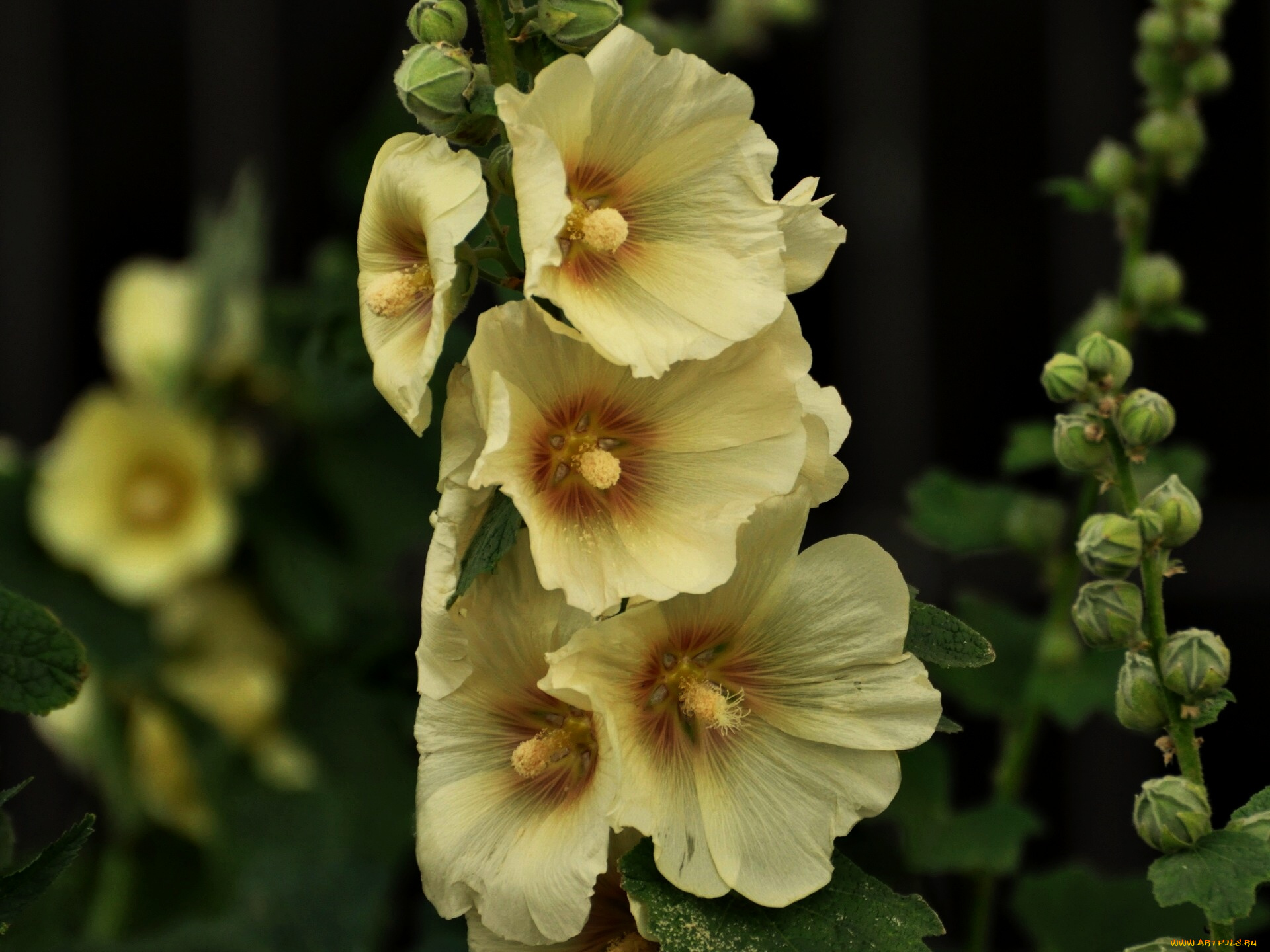 цветы, мальвы