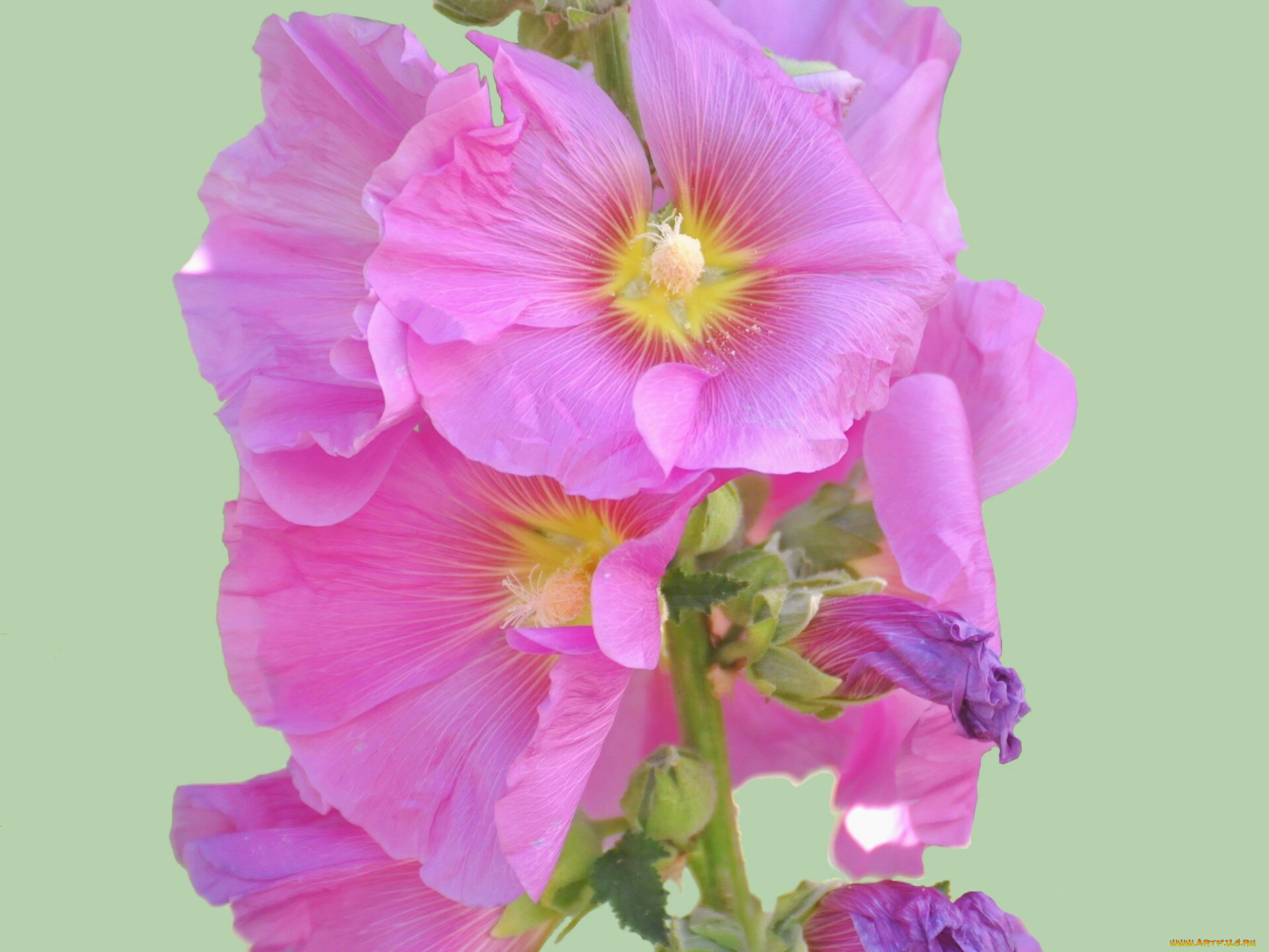 цветы, мальвы