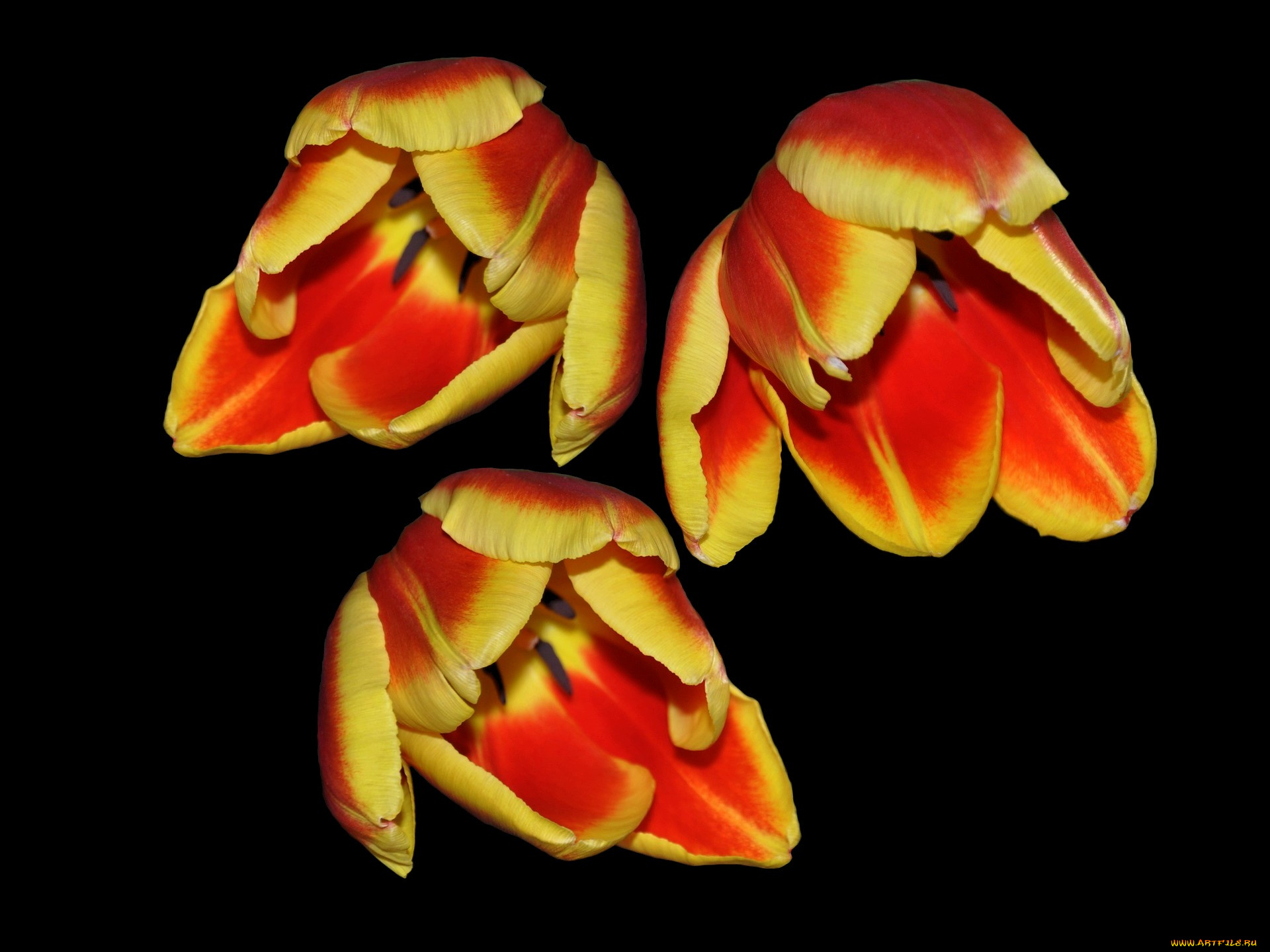 цветы, тюльпаны