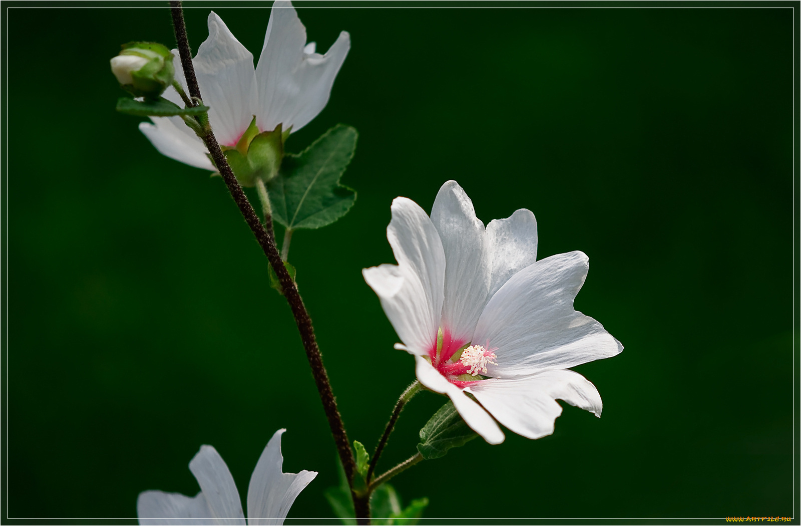 цветы, лаватера, лепестки
