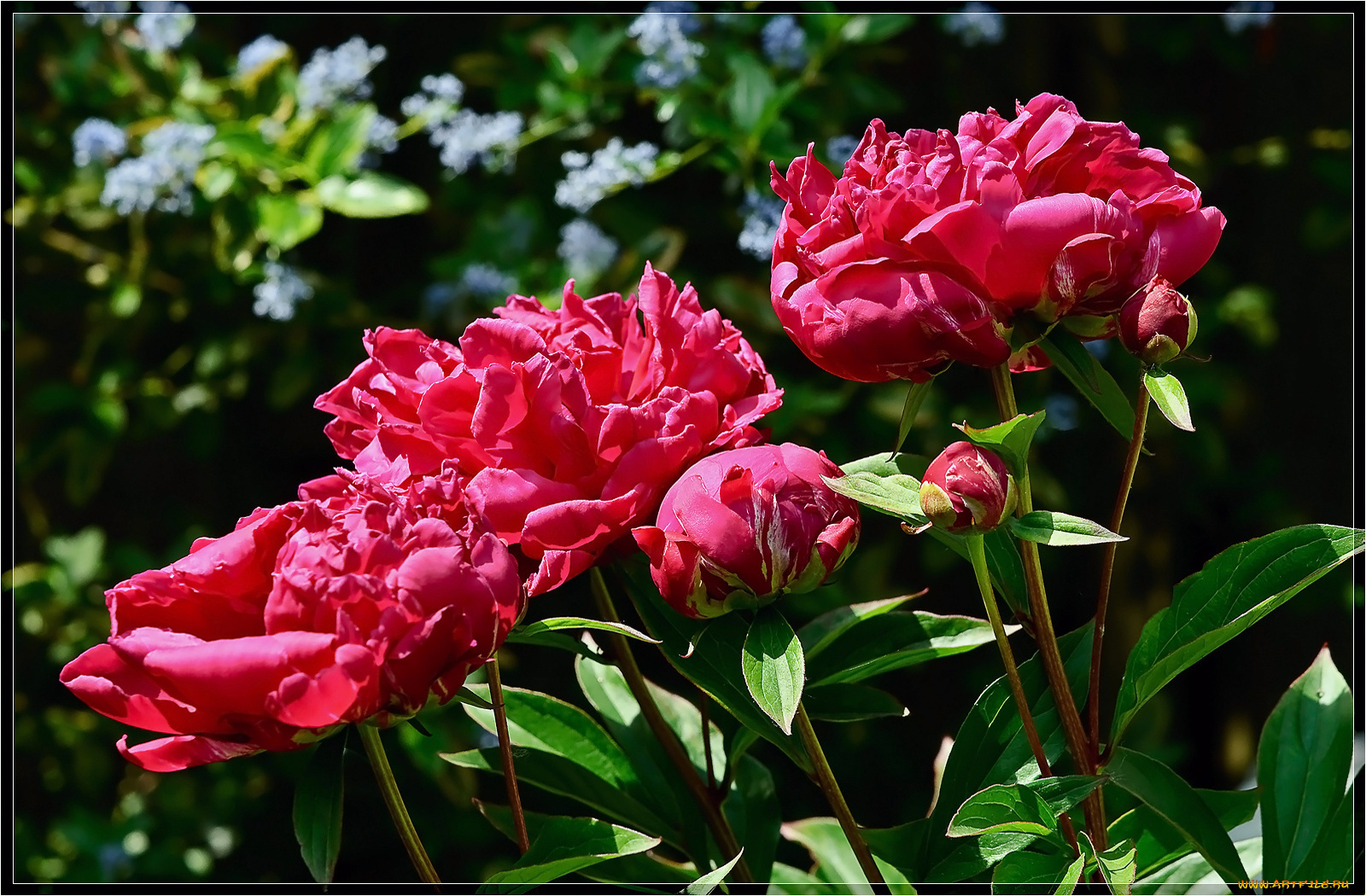 цветы, пионы, листья
