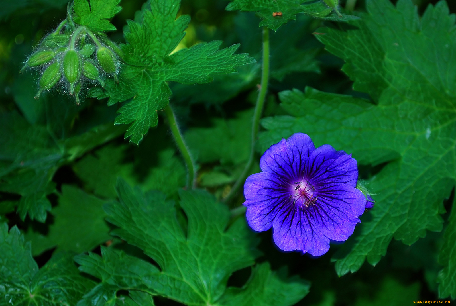 цветы, герань, листья