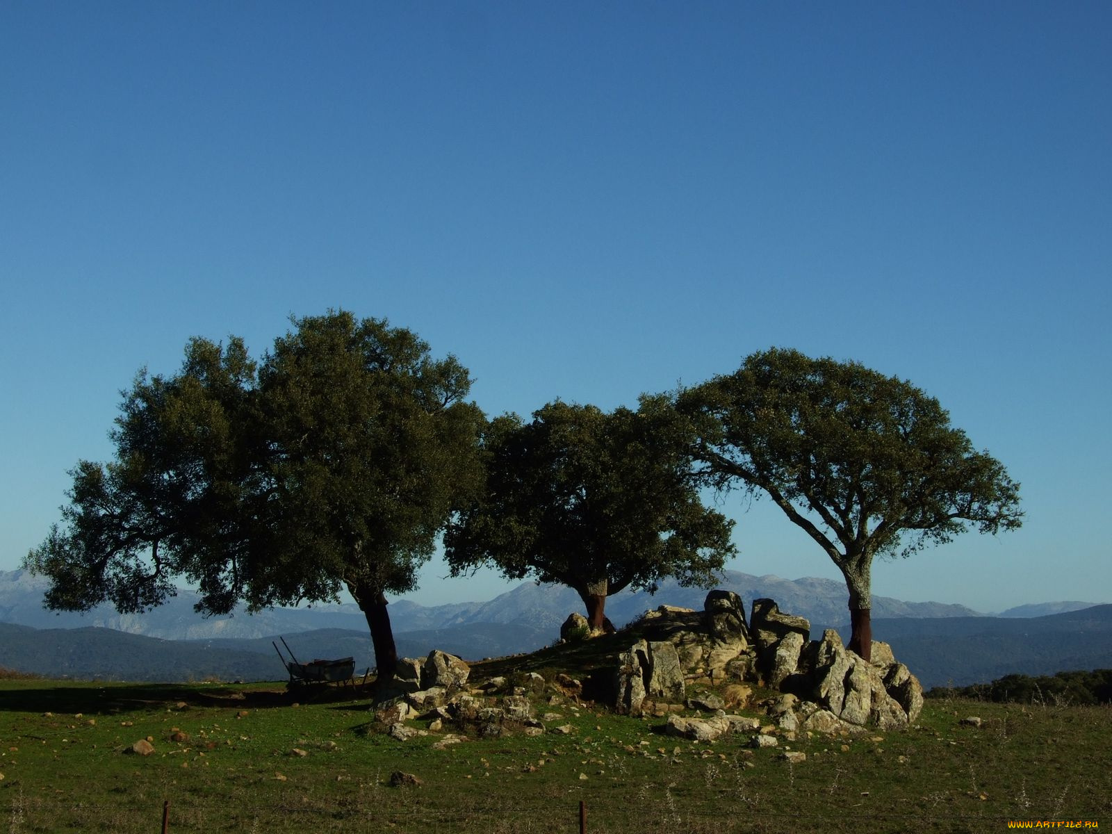 природа, деревья, андалусия