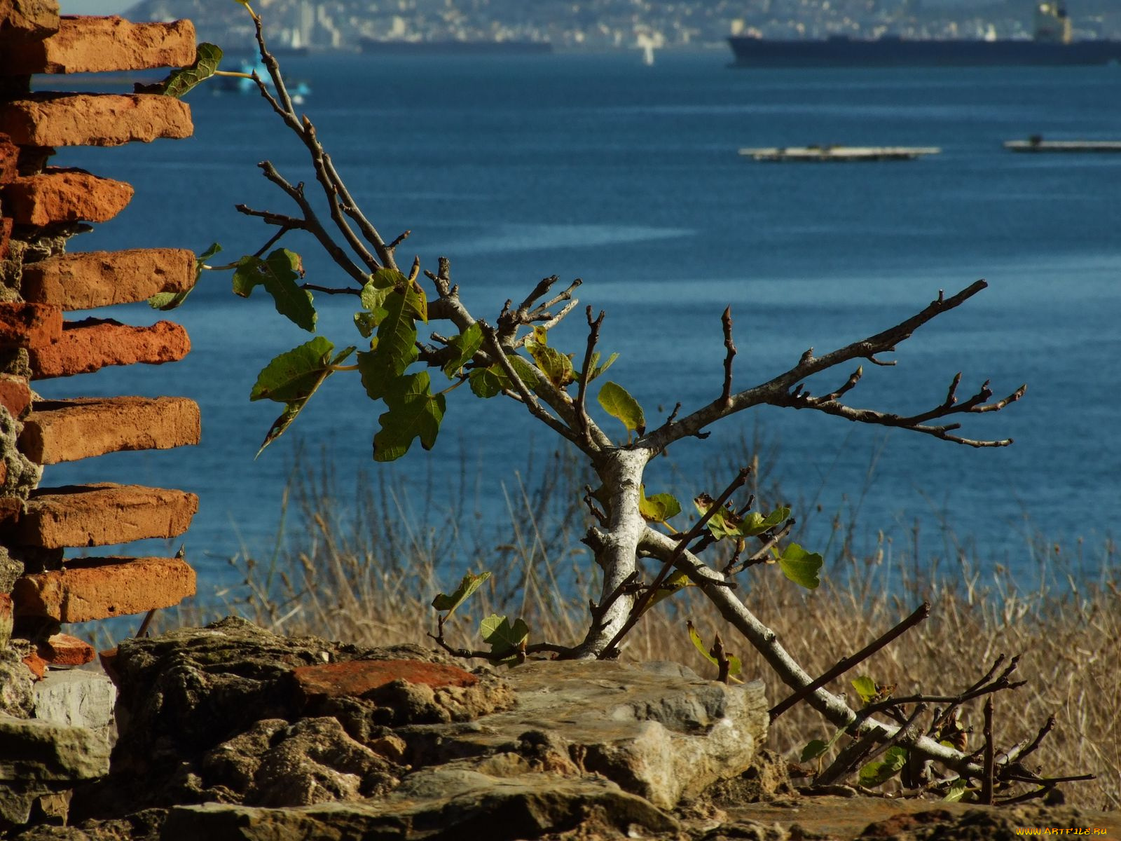 природа, побережье, ветка