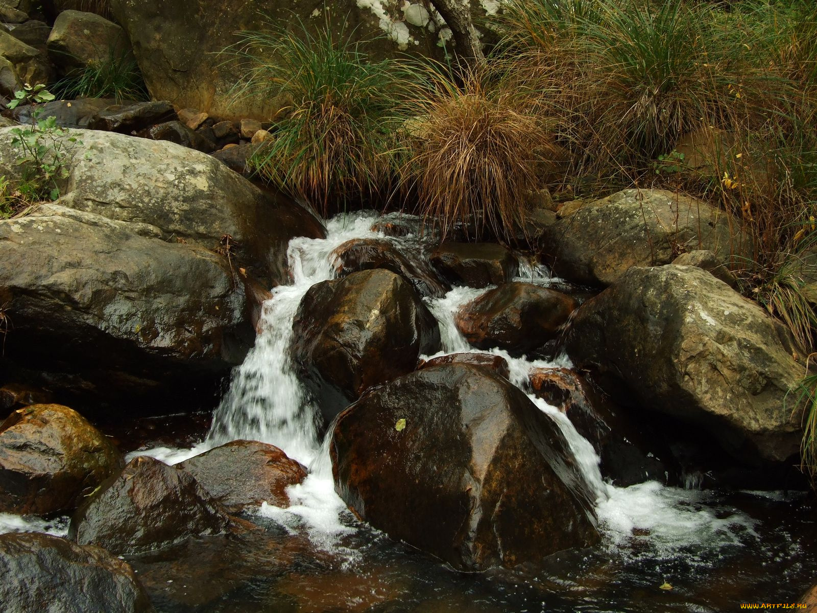 природа, реки, озера, ручей