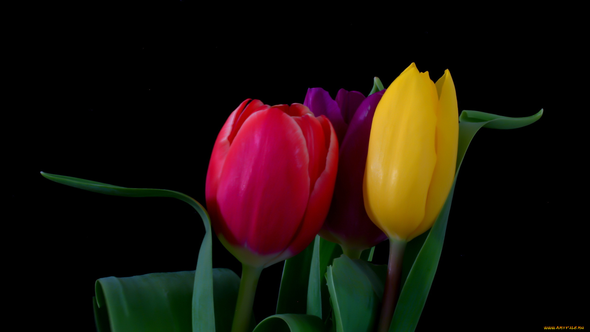 цветы, тюльпаны, букет