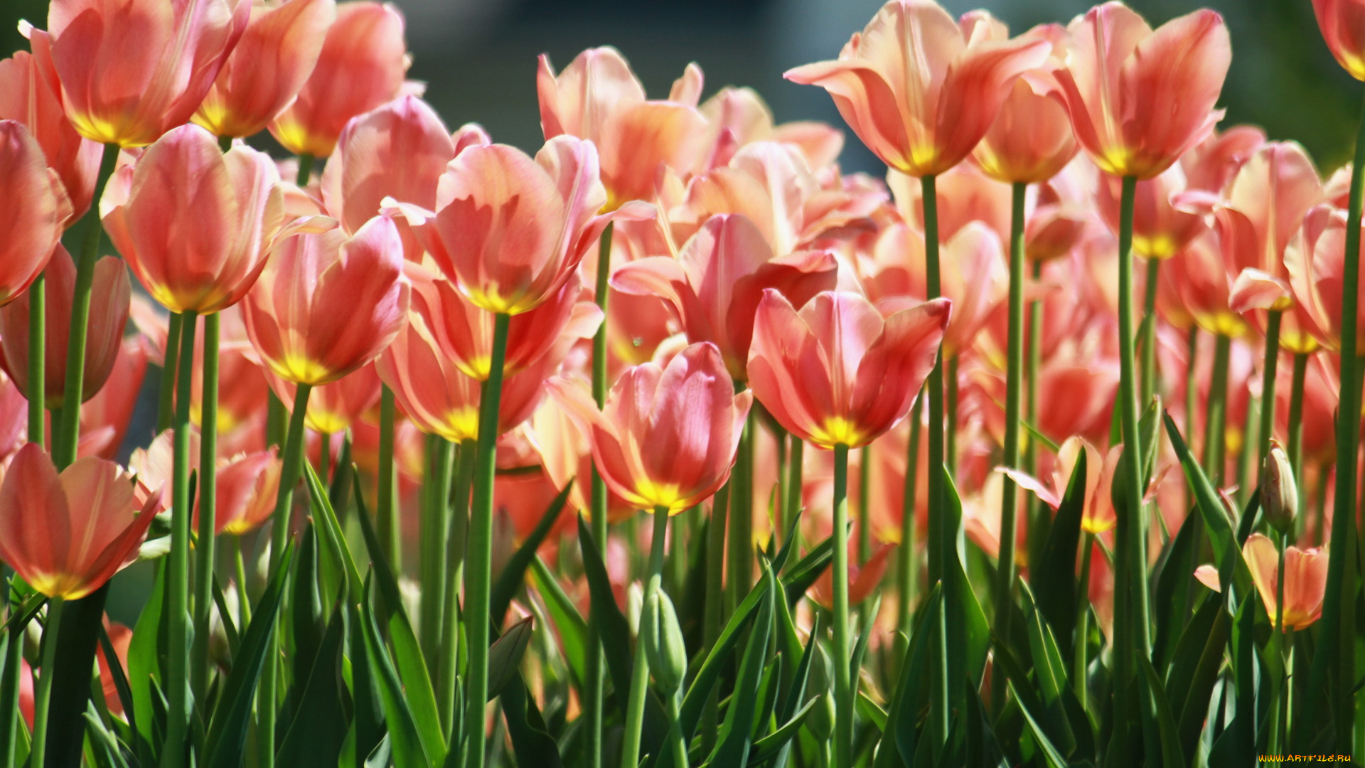 цветы, тюльпаны, лепестки