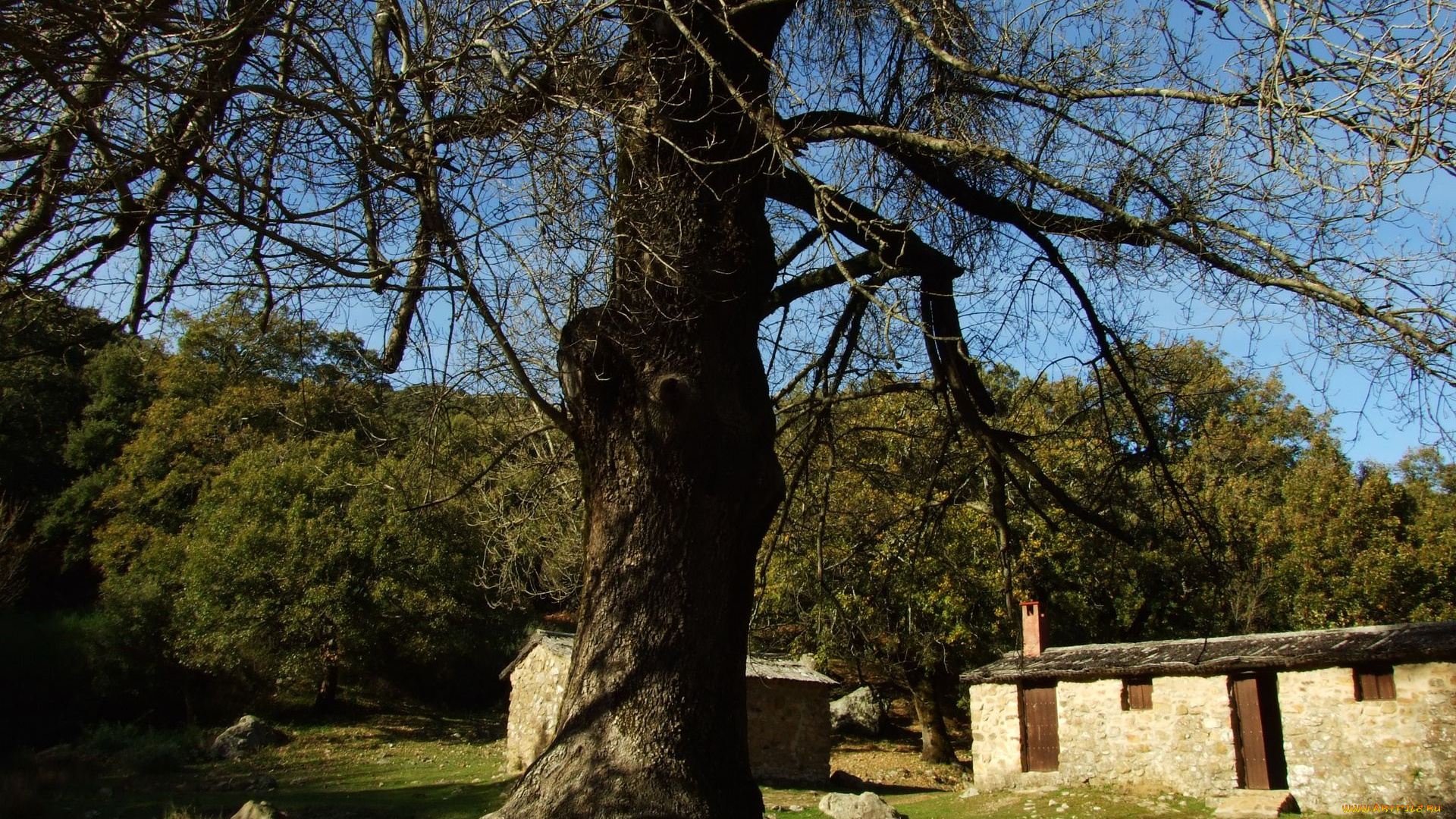 природа, деревья, хижина