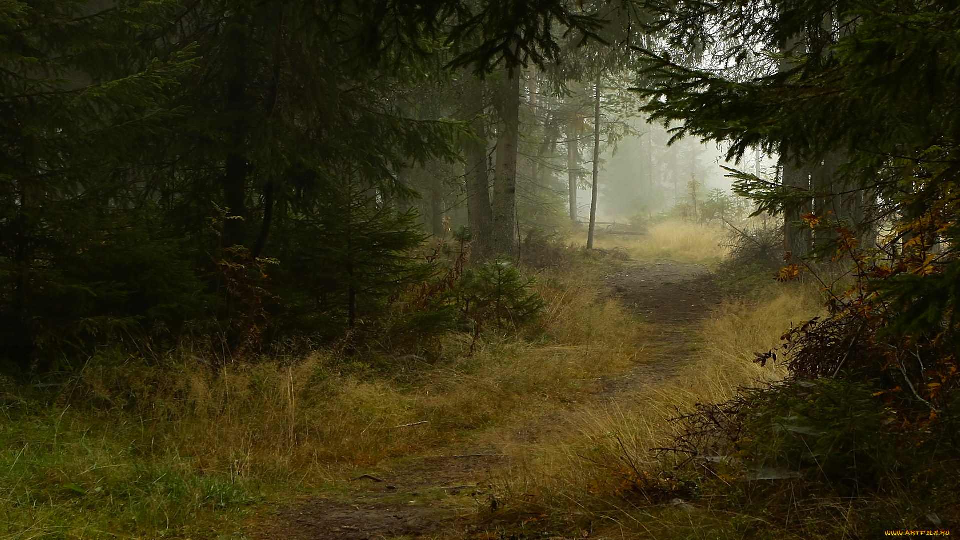 природа, лес, ели, тропинка, деревья, туман, осень, тропа