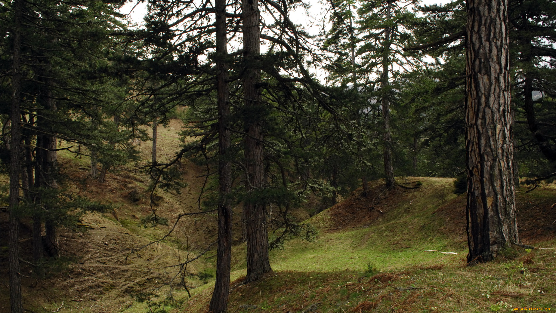 природа, лес, овраг, сосны