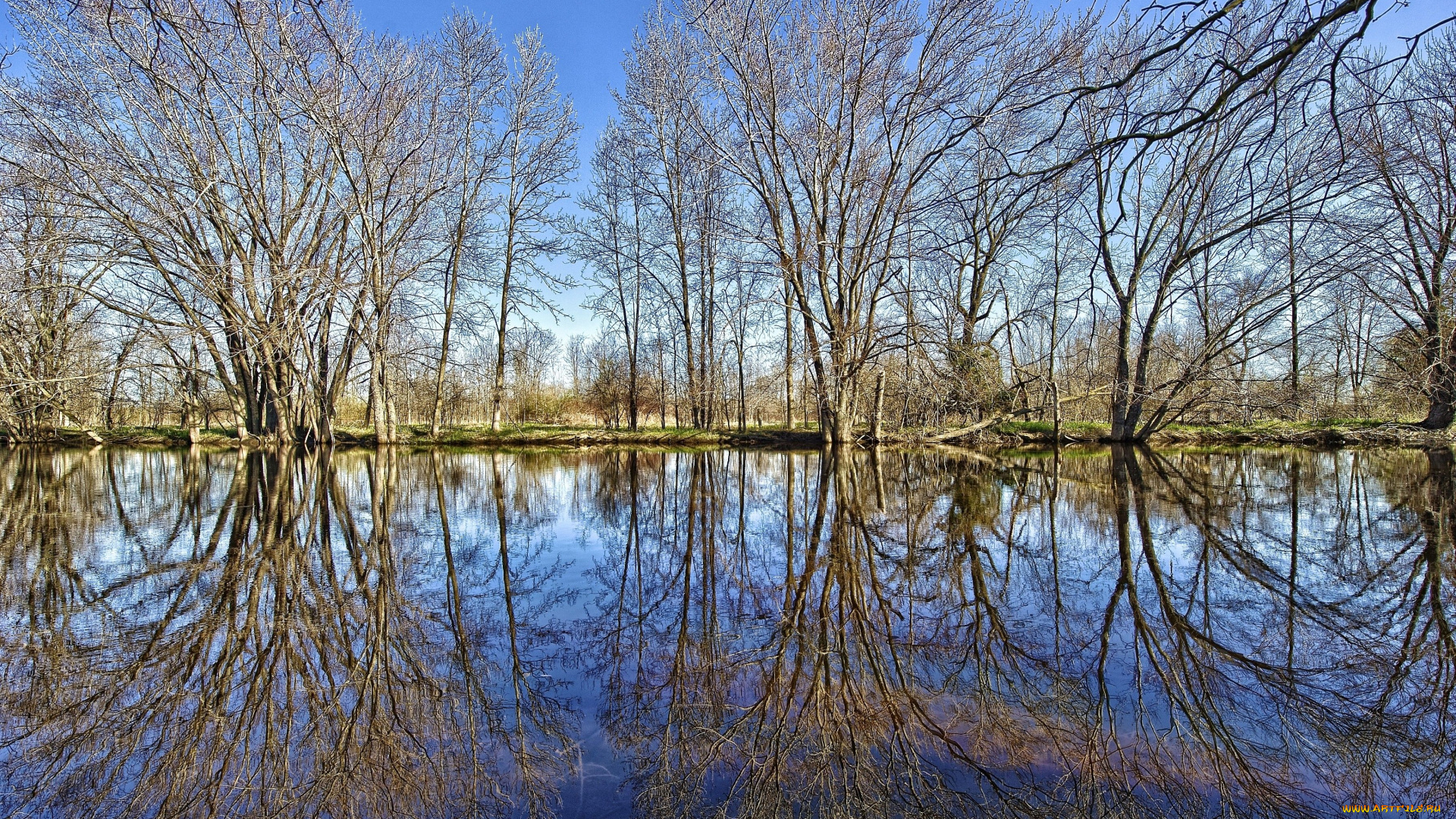 природа, реки, озера, ветки, ранняя, весна, отражение