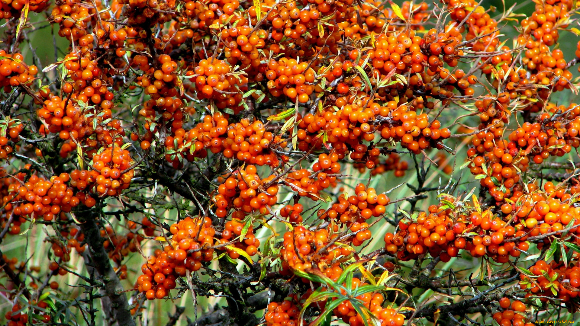 природа, Ягоды, облепиха, ветки