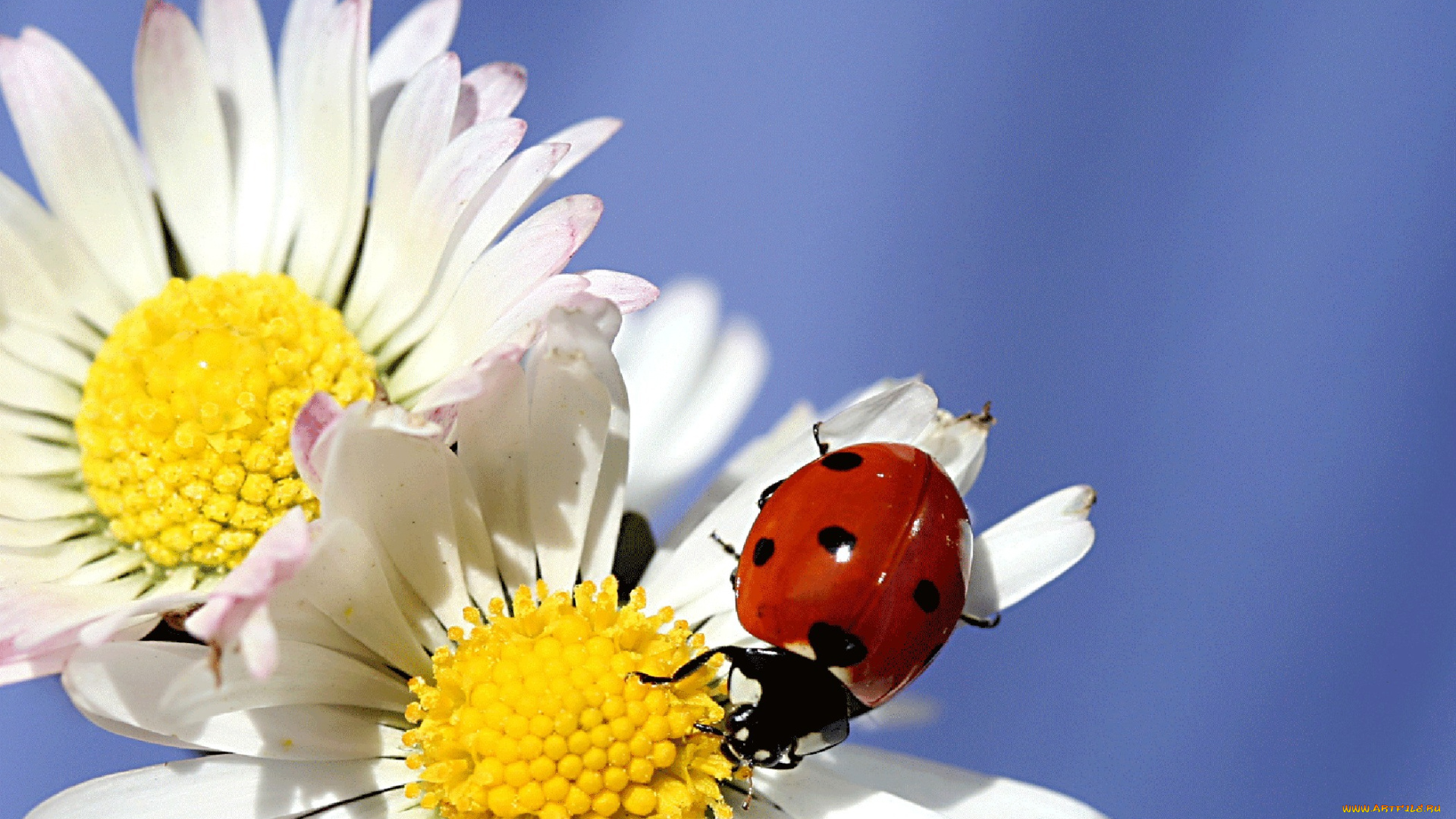 животные, божьи, коровки, голубой, фон, цветы, ромашки, божья, коровка, жук