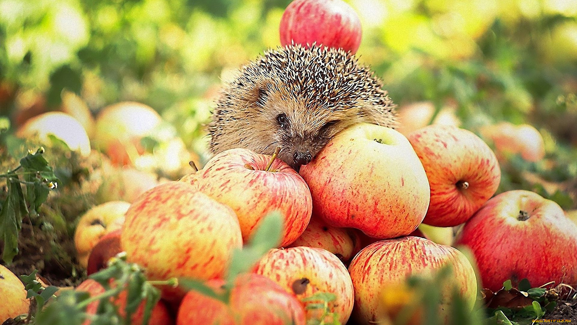 животные, ежи, яблоки