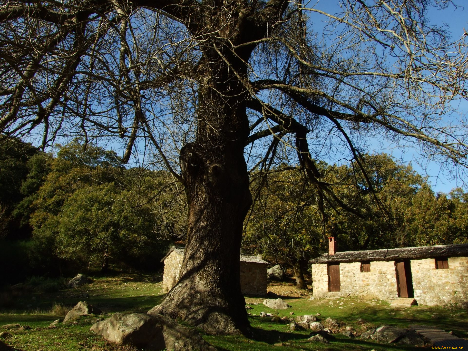 природа, деревья, хижина