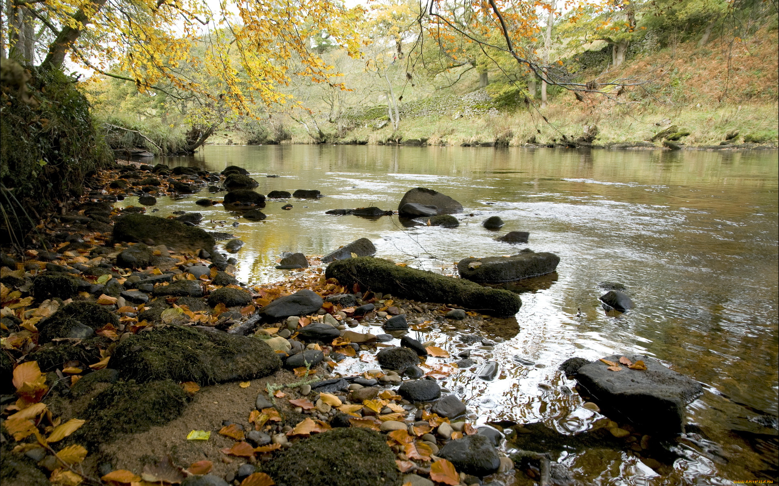 природа, реки, озера, река, берег