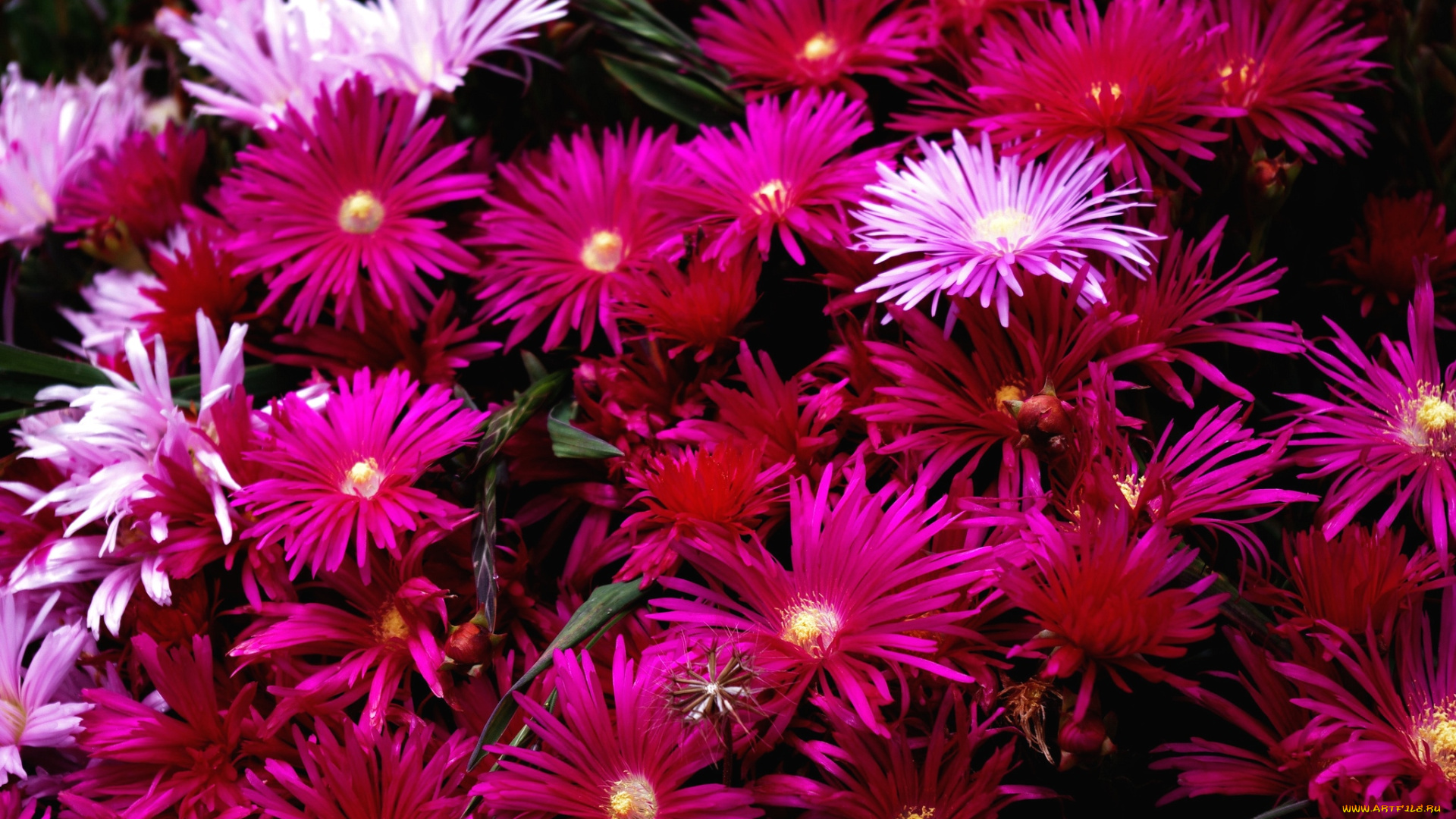 цветы, аизовые, много