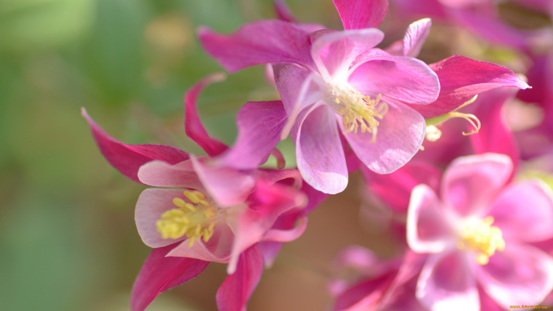 цветы, аквилегия, , водосбор, розовый