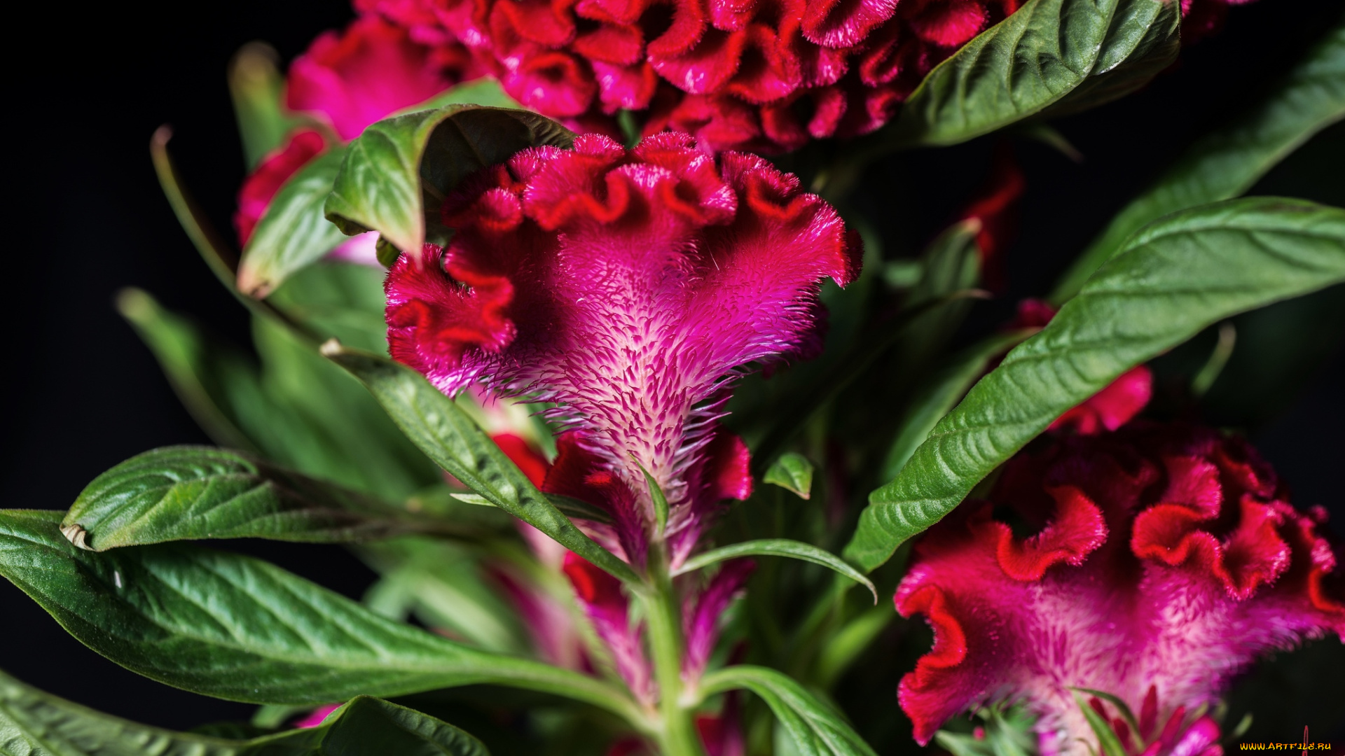 цветы, амаранты, гребешки