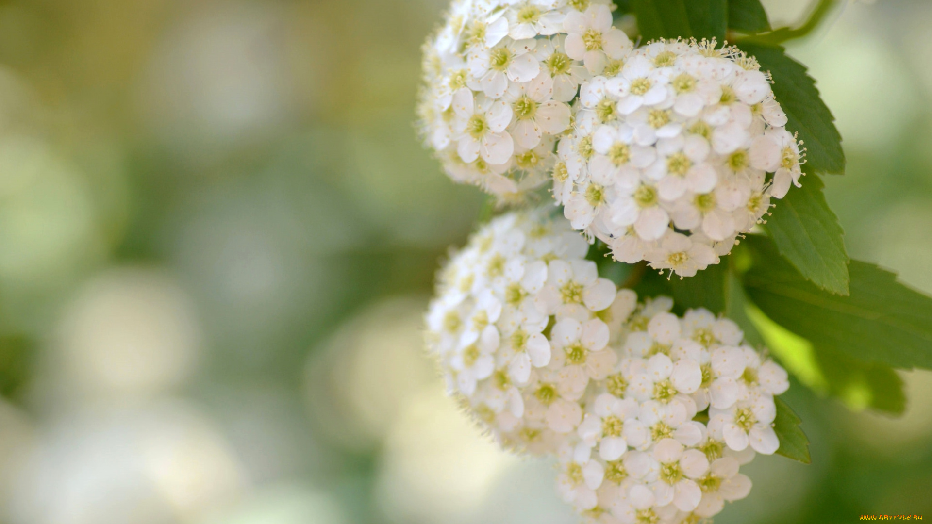 цветы, цветущие, деревья, , , кустарники, боке, куст