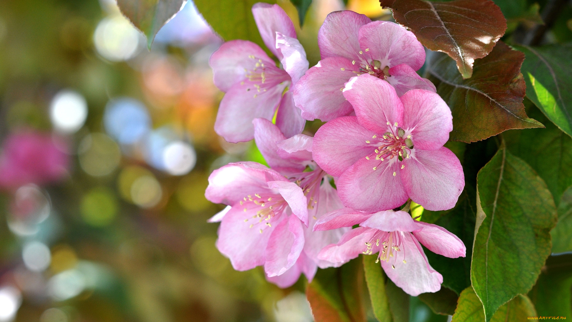 цветы, цветущие, деревья, , , кустарники, розовый