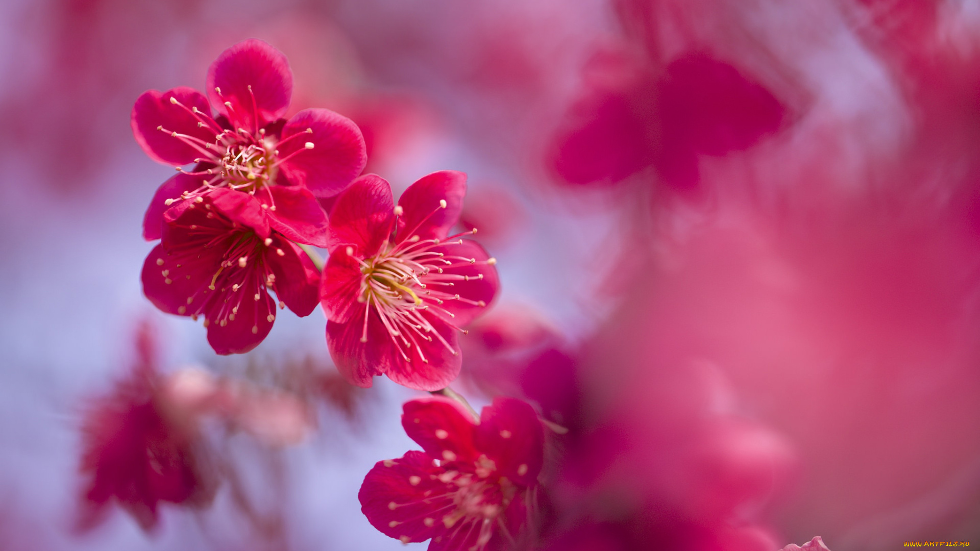 цветы, цветущие, деревья, , , кустарники, весна