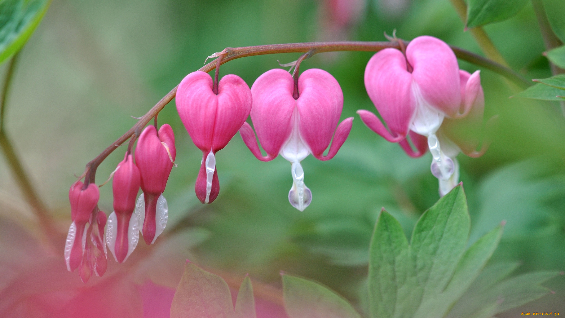 цветы, дицентра, , разбитое, сердце, сердечки