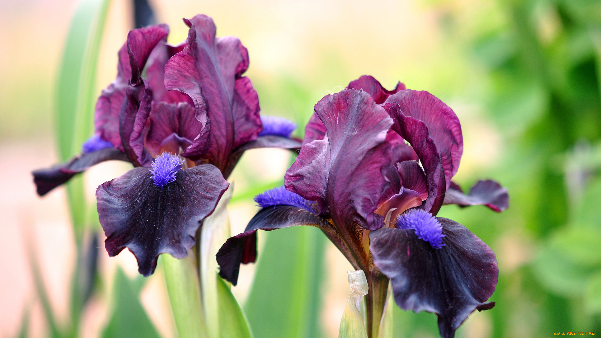 цветы, ирисы, лиловый
