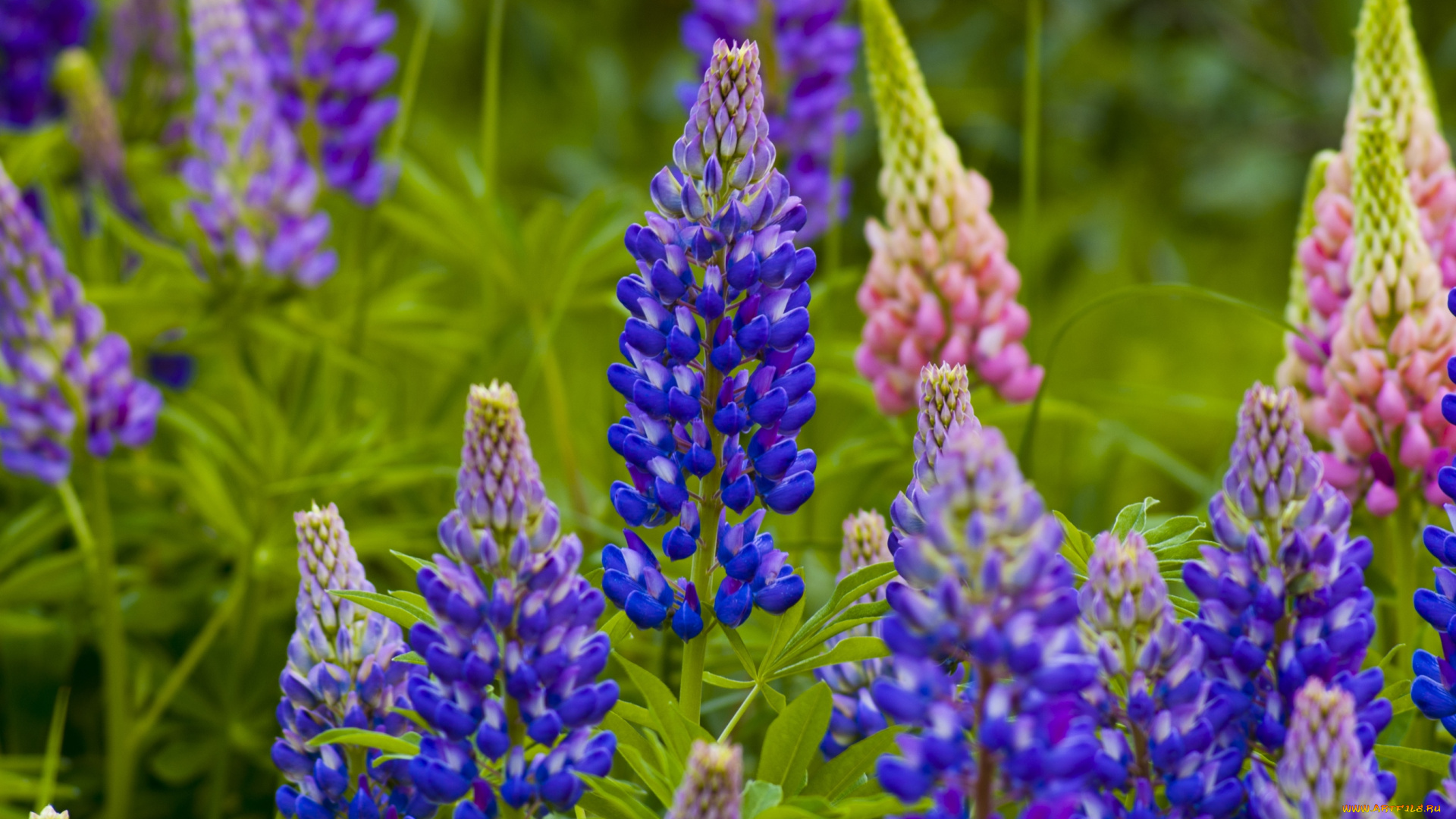 цветы, люпин, фиолетовый