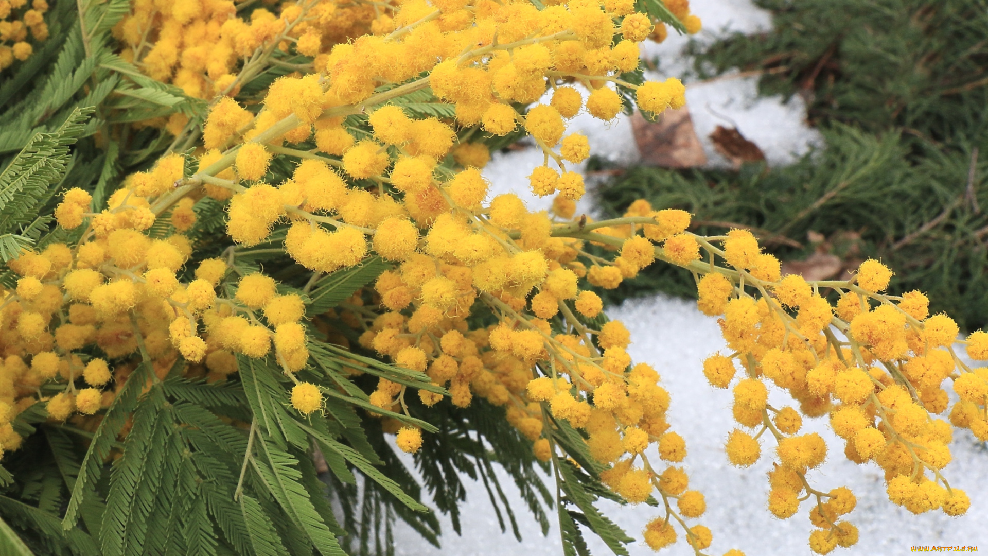 цветы, мимоза, весна