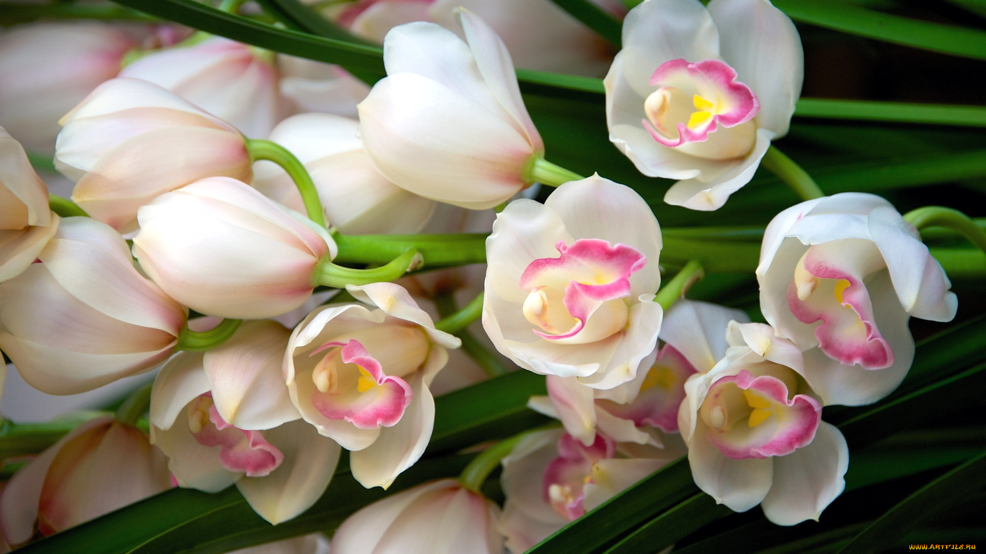 цветы, орхидеи, красота